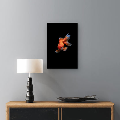 Fancy Goldfish Against Black Background 60x90cm Metal Print Ready to Hang