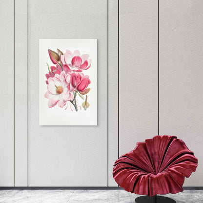 Botanical Illustration of the Campbell's Magnolia 40x60cm Metal Print Ready to Hang