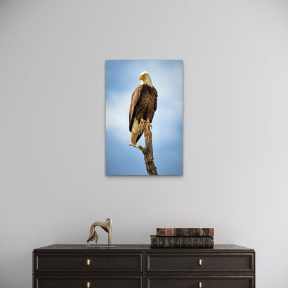 American Bald Eagle Bird Wildlife Nature 40x60cm Metal Print Ready to Hang