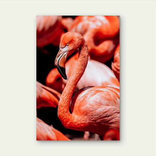 Group Of Flamingos Standing Next To Each Other 60x90cm Metal Print Ready to Hang