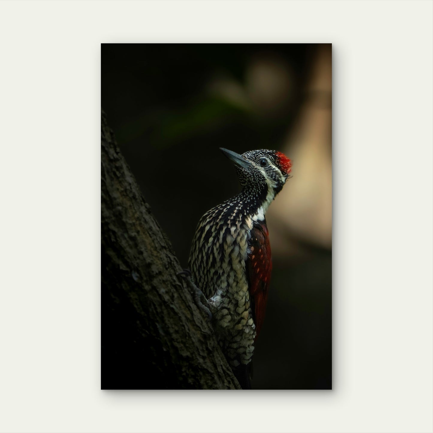Red Backed Flameback 40x60cm Metal Print Ready to Hang