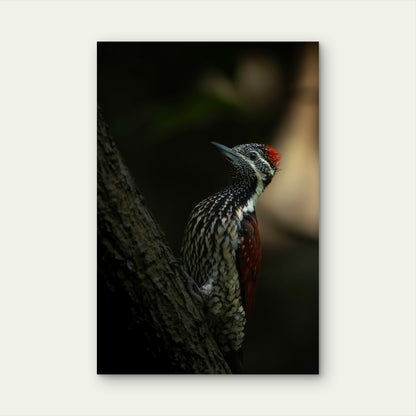Red Backed Flameback 40x60cm Metal Print Ready to Hang