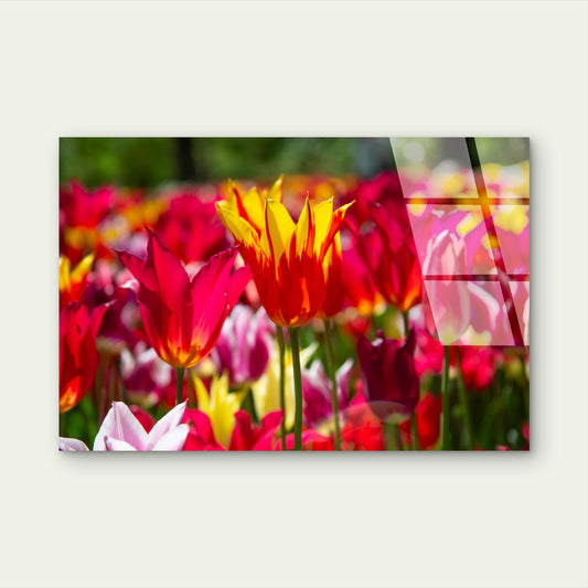Colorful Spring Tulips Blossom Acrylic Glass Printing Wall Art Australian Made Quality