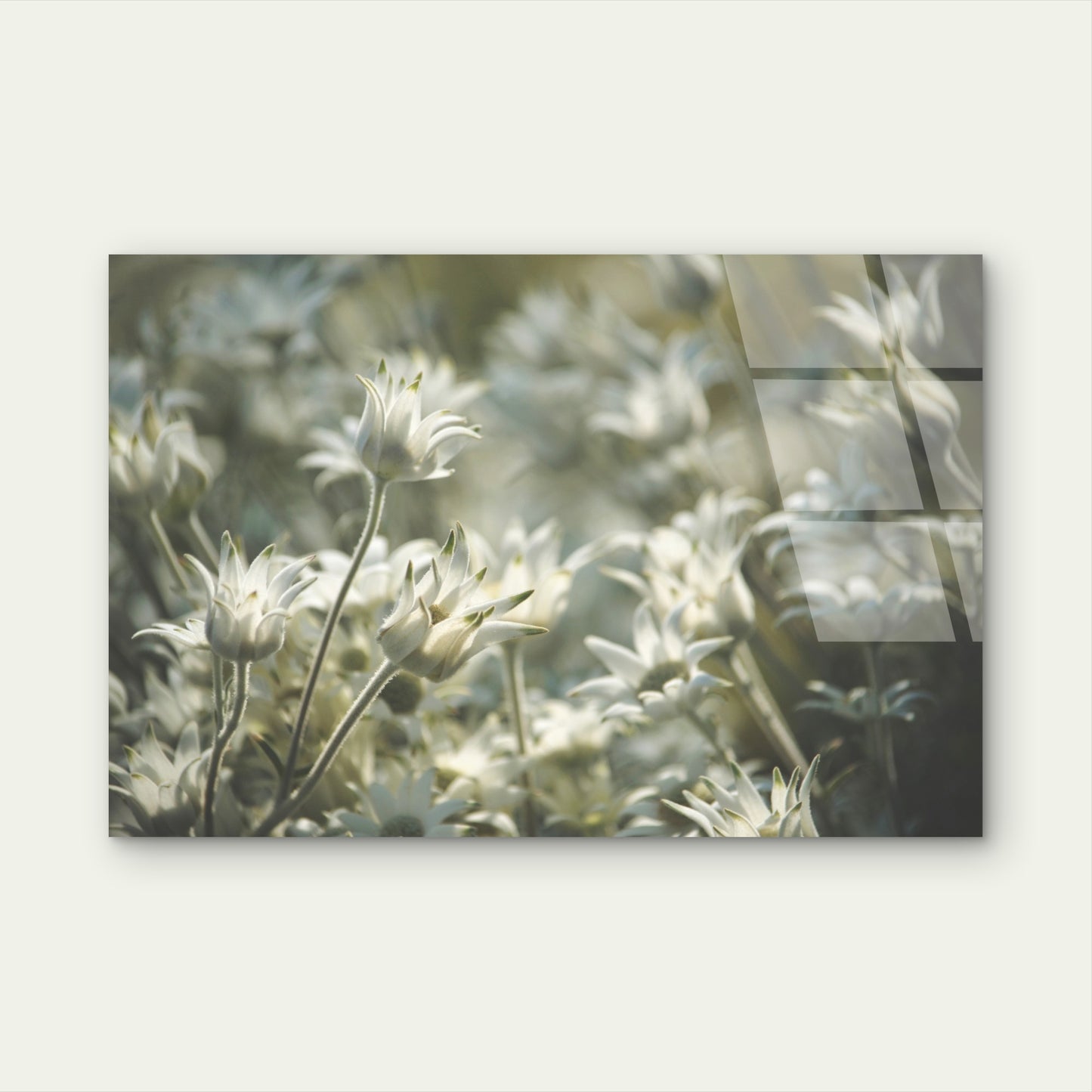 White Flannel Flowers Native Flora Glass Printing Wall Art Australian Made