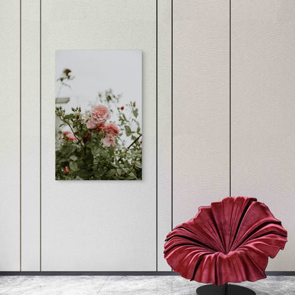 Close-Up of Pink Garden Roses in Bloom 60x90cm Metal Print Ready to Hang
