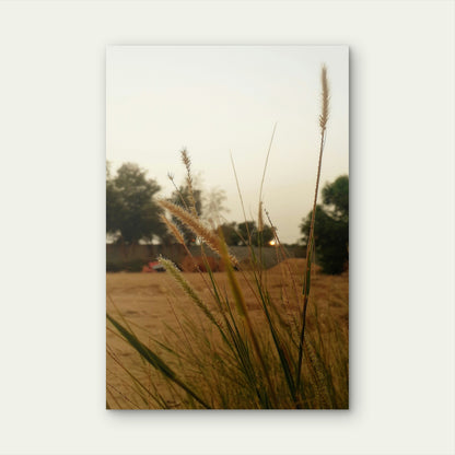 Close Up Reeds Growing Field 40x60cm Metal Print Ready to Hang