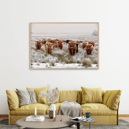 Highland Cow herd Photograph Print 100% Australian Made - Bella Home Decor