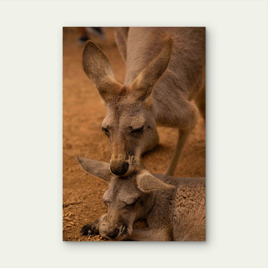 Kangaroo Mother And Joey Bush Wildlife Art 40x60cm Metal Print Ready to Hang