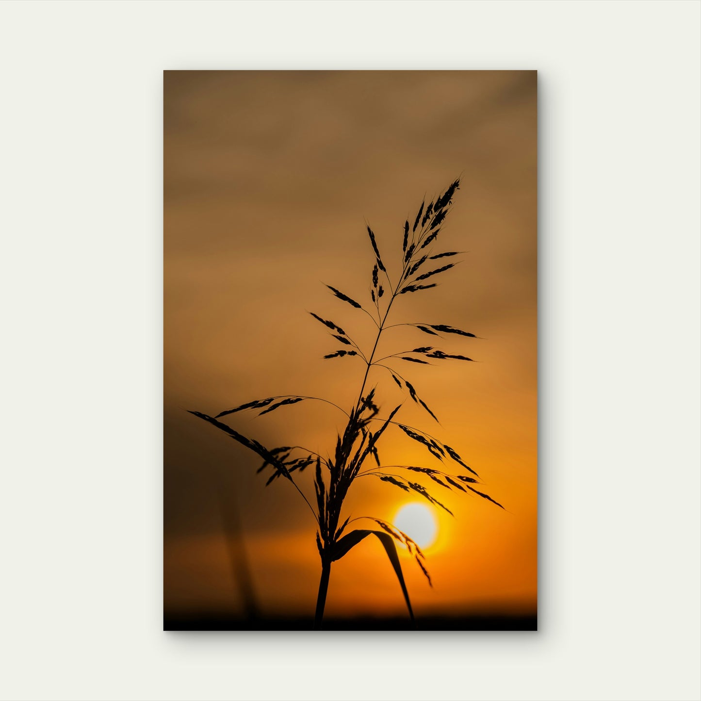Tall Grass Silhouetted Against A Golden Sunset 60x90cm Metal Print Ready to Hang