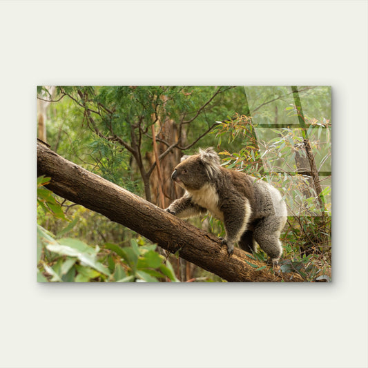 Aussie Wild Koala Bear Native Forest Acrylic Glass Printing Wall Art Australian Made Quality