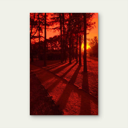 Tree Shadows In Red Sunset Metal Print Ready to Hang