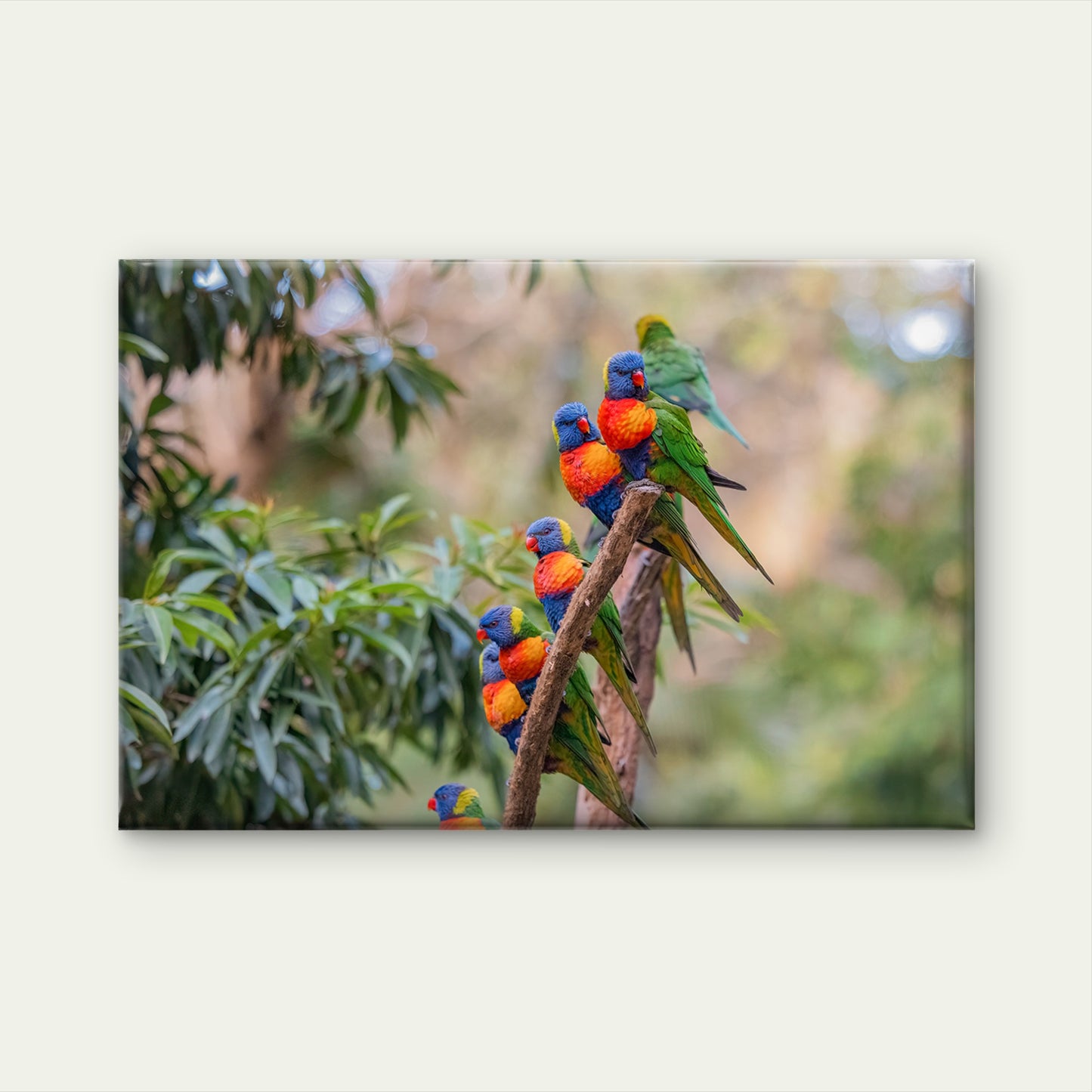 Major Environmental Rainbow Lorikeet Gathering Wild Tree Branch Australia  Wall Art Decor 100% Australian Made
