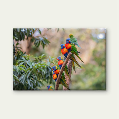 Major Environmental Rainbow Lorikeet Gathering Wild Tree Branch Australia  Wall Art Decor 100% Australian Made
