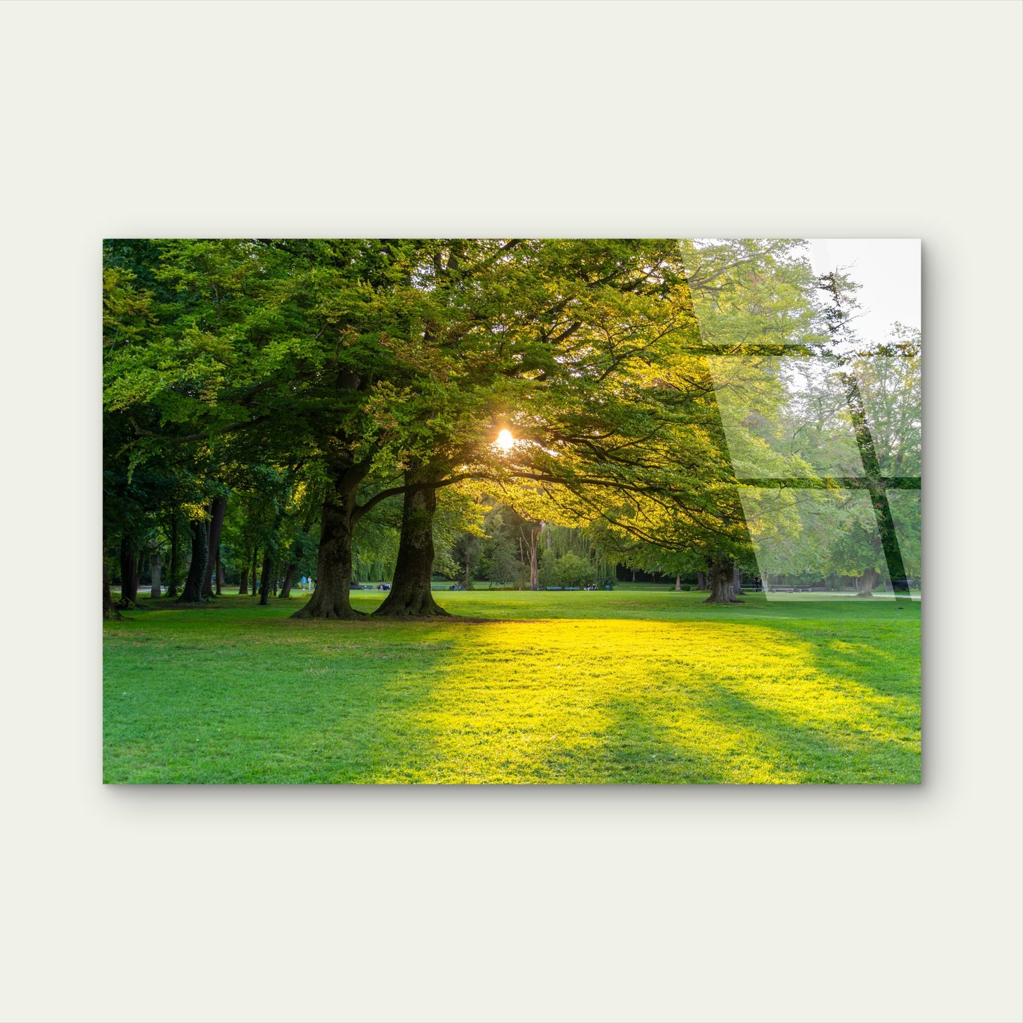 Green Park Sun Flare Meadow Tree Acrylic Glass Printing Wall Art Australian Made Quality