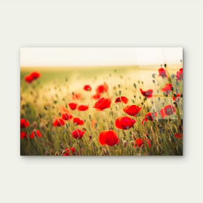 Vibrant Red Poppy Field Golden Hour Acrylic Glass Printing Wall Art Australian Made Quality