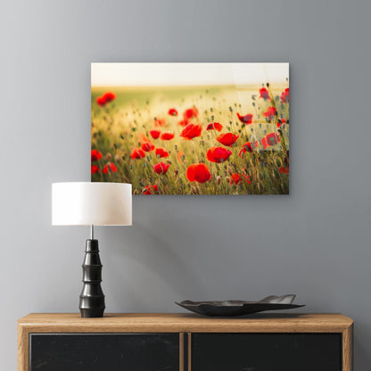 Vibrant Red Poppy Field Golden Hour Acrylic Glass Printing Wall Art Australian Made Quality