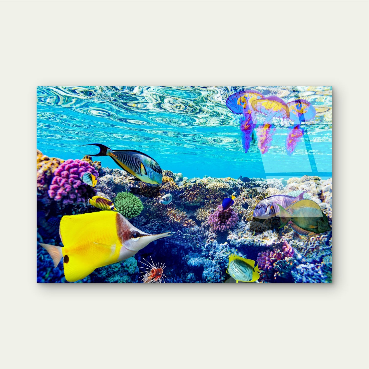 Great Barrier Reef Tropical Fish Coral Reef Acrylic Glass Printing Wall Art Australian Made Quality