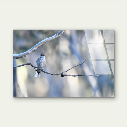 Jacky Winter Native Australian Bird Acrylic Glass Printing Wall Art Australian Made Quality