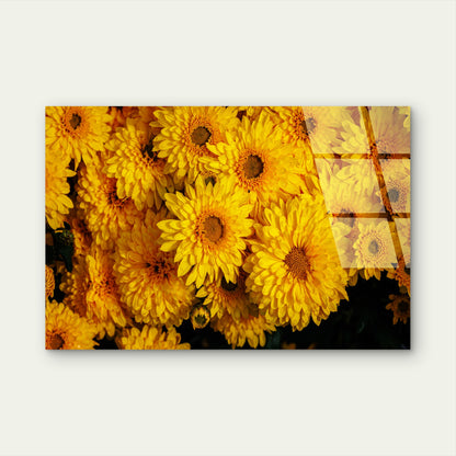 Yellow Chrysanthemum Flower Bouquet Acrylic Glass Printing Wall Art Australian Made Quality