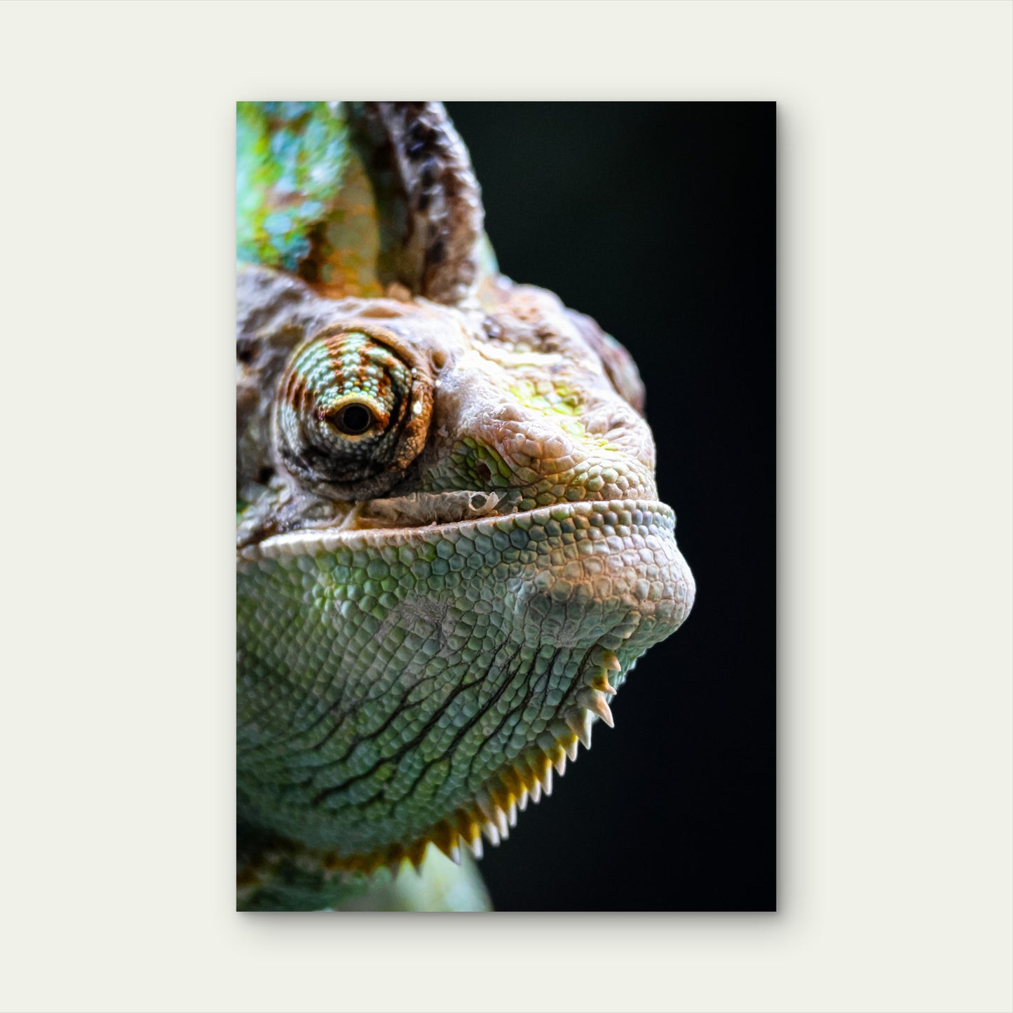 Veiled Chameleon Close Up Wildlife Photography 40x60cm Metal Print Ready to Hang