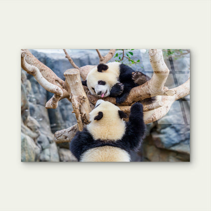 Cute Giant Panda Bear Animal Tree China Wildlife Nature Art Picture Print Acrylic Glass Printing Wall Art Australian Made Quality