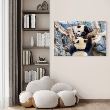 Cute Giant Panda Bear Animal Tree China Wildlife Nature Art Picture Print Acrylic Glass Printing Wall Art Australian Made Quality