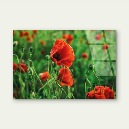 Red Poppy Flower Field Anzac Day Remembrance Memorial Wildflower Botanical Acrylic Glass Printing Wall Art Australian Made Quality