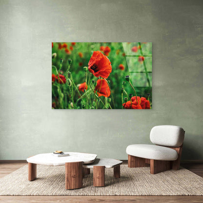 Red Poppy Flower Field Anzac Day Remembrance Memorial Wildflower Botanical Acrylic Glass Printing Wall Art Australian Made Quality