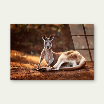 Outback Kangaroo Wildlife Photography Acrylic Glass Printing Wall Art Australian Made Quality