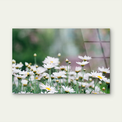 White Daisy Meadow Wildflower Field Acrylic Glass Printing Wall Art Australian Made Quality