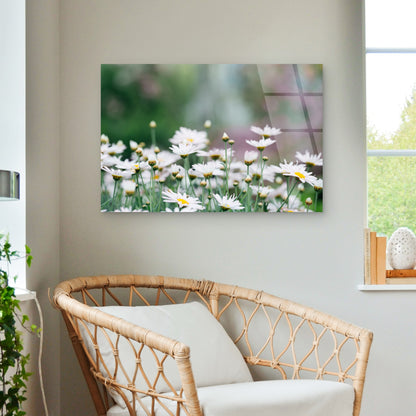 White Daisy Meadow Wildflower Field Acrylic Glass Printing Wall Art Australian Made Quality
