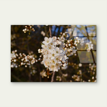 White Cherry Blossom Spring Branch Acrylic Glass Printing Wall Art Australian Made Quality