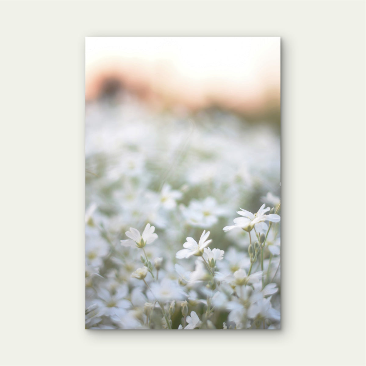Beautiful Soft White Wildflowers Field Sunset   40x60cm Metal Print Ready to Hang
