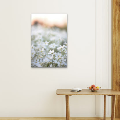 Beautiful Soft White Wildflowers Field Sunset   40x60cm Metal Print Ready to Hang