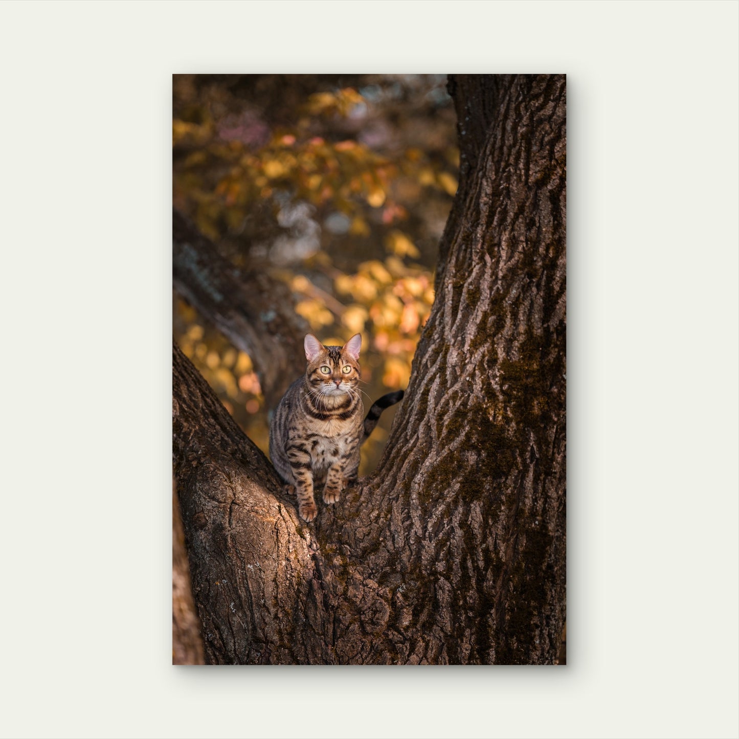 Stunning Wild Bengal Cat Climbing Autumn Tree  40x60cm Metal Print Ready to Hang