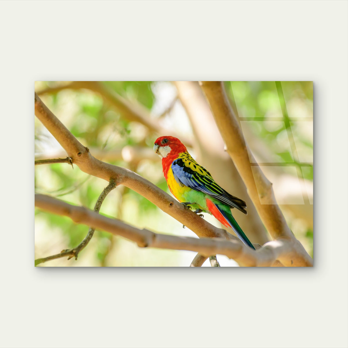 Australian Eastern Rosella Parrot Bird Acrylic Glass Printing Wall Art Australian Made Quality