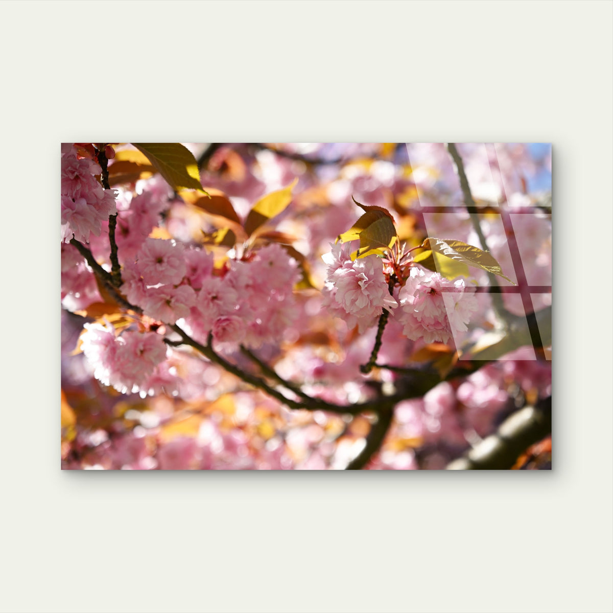 Macro Japanese Sakura Cherry Blossom Acrylic Glass Printing Wall Art Australian Made Quality