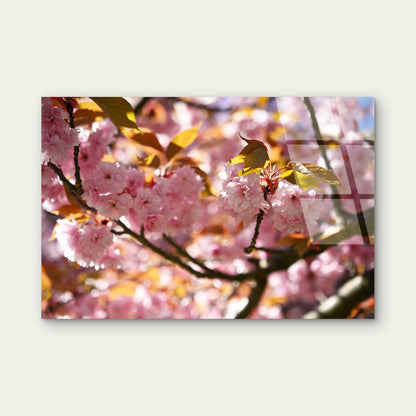 Macro Japanese Sakura Cherry Blossom Acrylic Glass Printing Wall Art Australian Made Quality