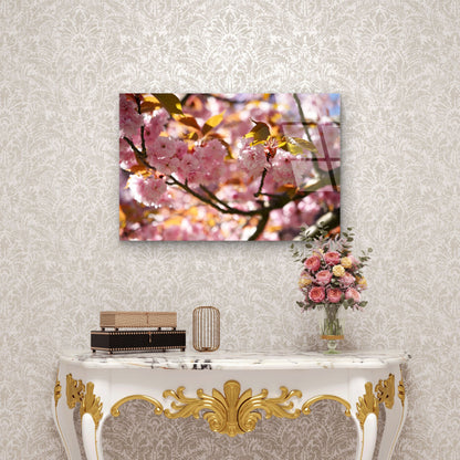 Macro Japanese Sakura Cherry Blossom Acrylic Glass Printing Wall Art Australian Made Quality