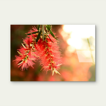 Red Bottlebrush Native Australian Flower Acrylic Glass Printing Wall Art Australian Made Quality