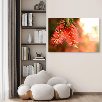 Red Bottlebrush Native Australian Flower Acrylic Glass Printing Wall Art Australian Made Quality