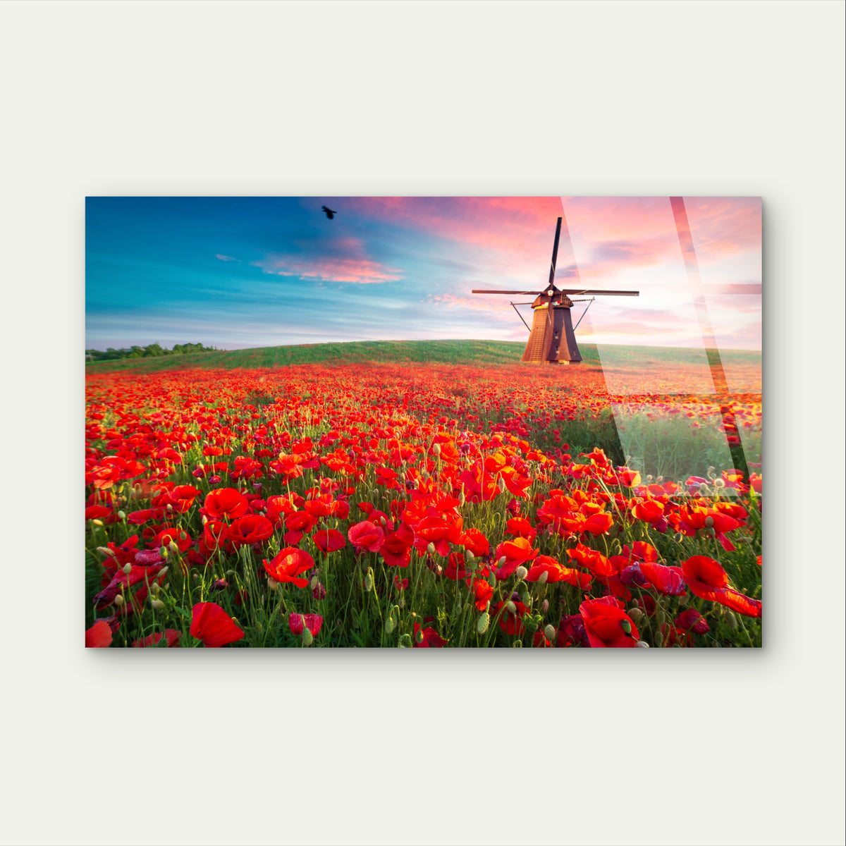 Netherlands Red Poppy Flower Windmill Acrylic Glass Printing Wall Art Australian Made Quality