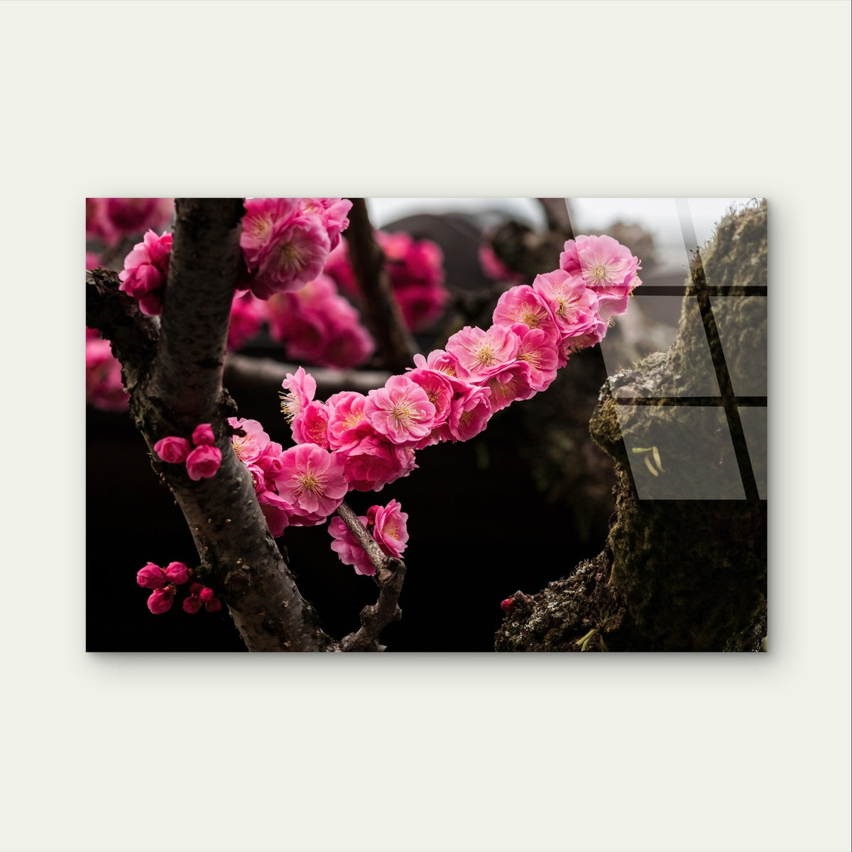 Pink Cherry Blossom Floral Tree Branch Acrylic Glass Printing Wall Art Australian Made Quality