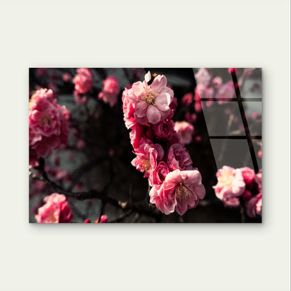 Pink Cherry Blossom Spring Sakura Acrylic Glass Printing Wall Art Australian Made Quality