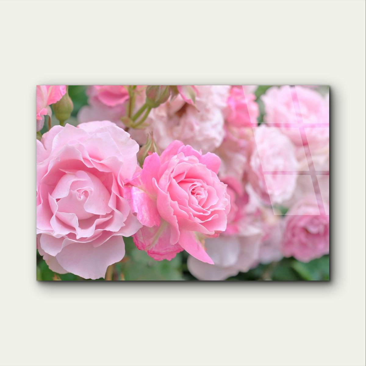 Pink Queen Elizabeth Rose Bush Floral Acrylic Glass Printing Wall Art Australian Made Quality
