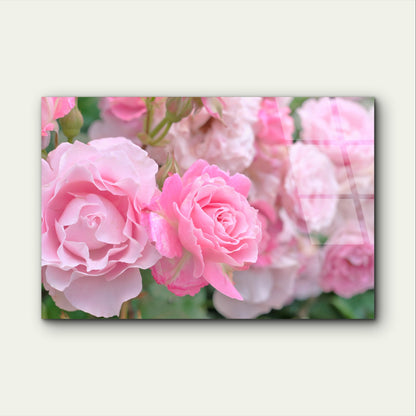 Pink Queen Elizabeth Rose Bush Floral Acrylic Glass Printing Wall Art Australian Made Quality