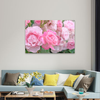 Pink Queen Elizabeth Rose Bush Floral Acrylic Glass Printing Wall Art Australian Made Quality