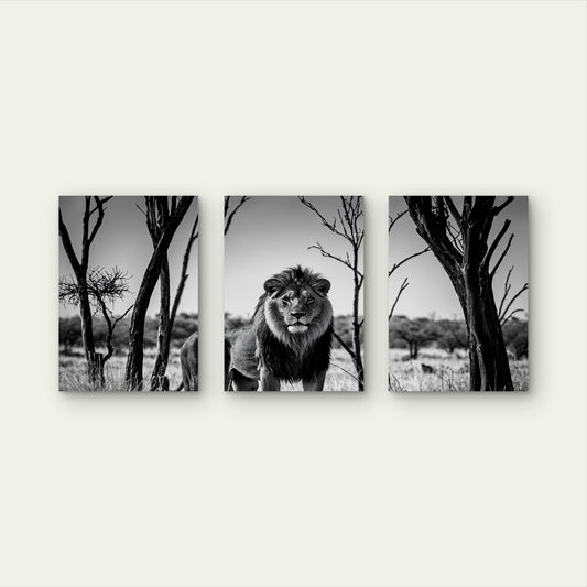 3pcs Abstract Black White Wild Lion Safari Wall Art Set Canvas Framed 40x60cm - High Quality Print 100% Australian Made Wall Canvas Ready to Hang
