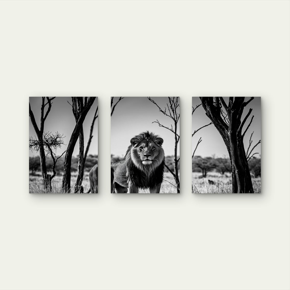 3pcs Abstract Black White Wild Lion Safari Wall Art Set Canvas Framed 50x70cm - High Quality Print 100% Australian Made Wall Canvas Ready to Hang