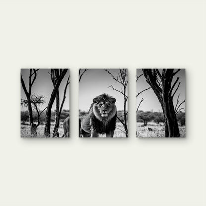 3pcs Abstract Black White Wild Lion Safari Wall Art Set Canvas Framed 50x70cm - High Quality Print 100% Australian Made Wall Canvas Ready to Hang